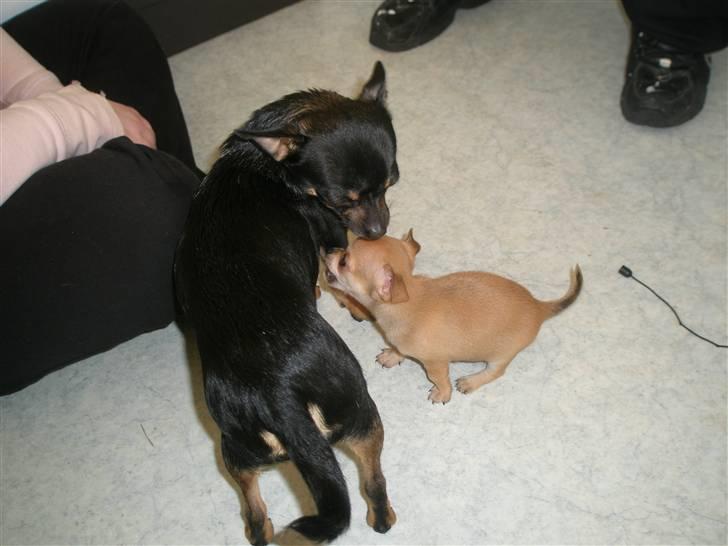 Chihuahua Carla - 8 uger billede 6