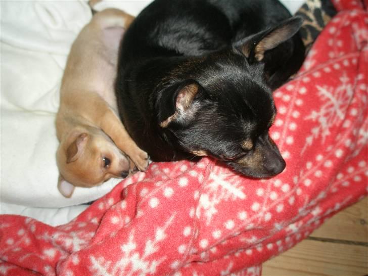 Chihuahua Carla - 8 uger billede 7