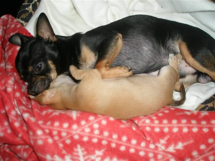 Chihuahua Carla - 8 uger billede 8