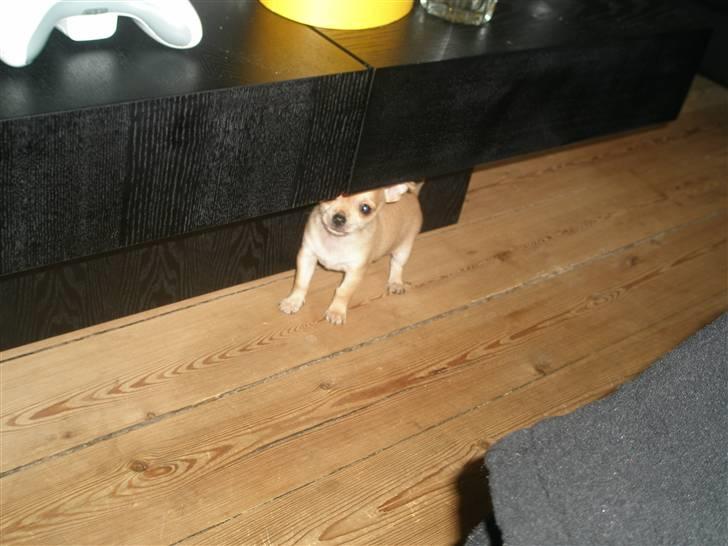 Chihuahua Carla - 8 uger billede 9