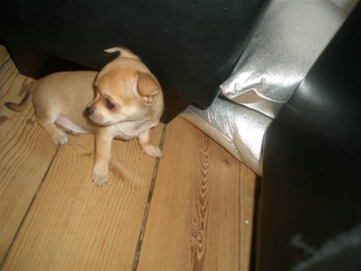 Chihuahua Carla - 8 uger billede 10
