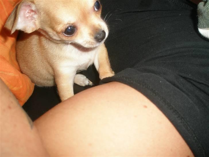 Chihuahua Carla - 8 uger billede 11