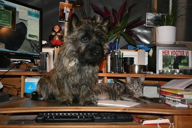 Cairn terrier Cairn-Bechgaard`s Loke - Endnu en dag på kontoret. billede 20
