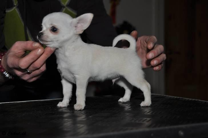 Chihuahua Knuth - La Chighana Harrison Ford "Knuth" på bord 9 uger gammel. Billedet er taget af min søsters nye menneskefar :-) billede 1