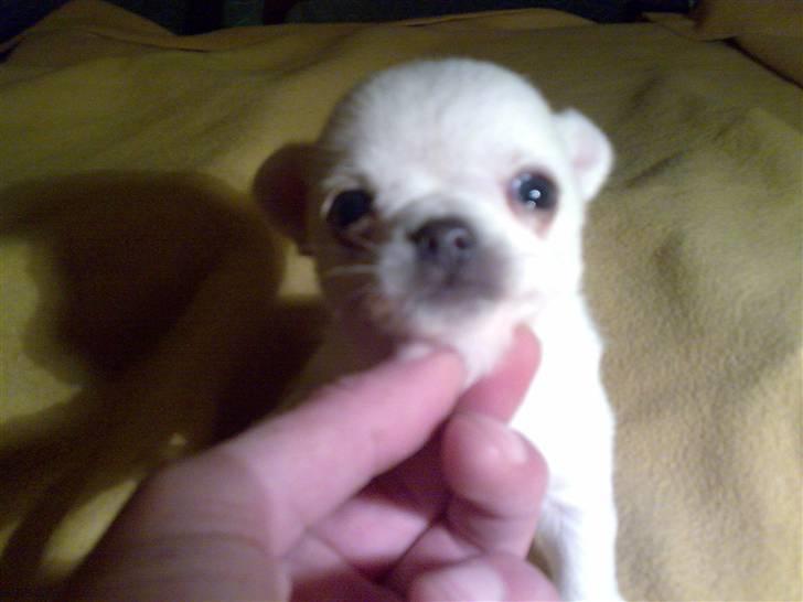 Chihuahua Knuth billede 7