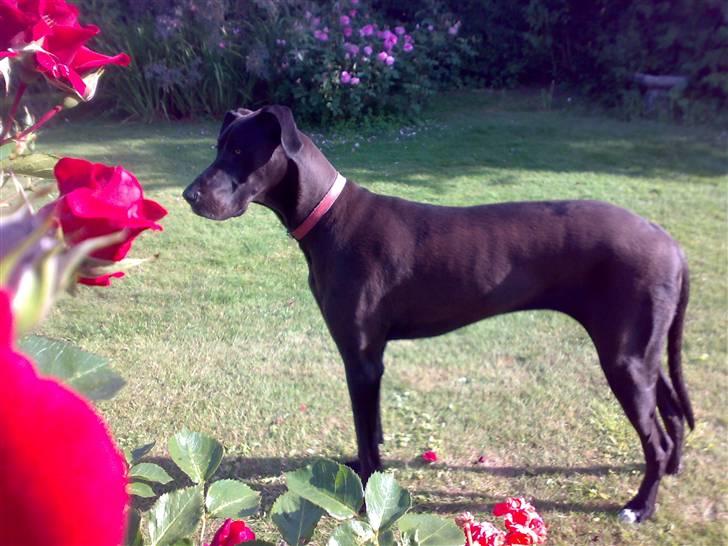 Grand danois My - Blomster hund. Juli 09 billede 13