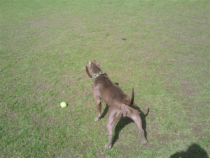 Amerikansk staffordshire terrier Speedy *R.I.P*<3 billede 1