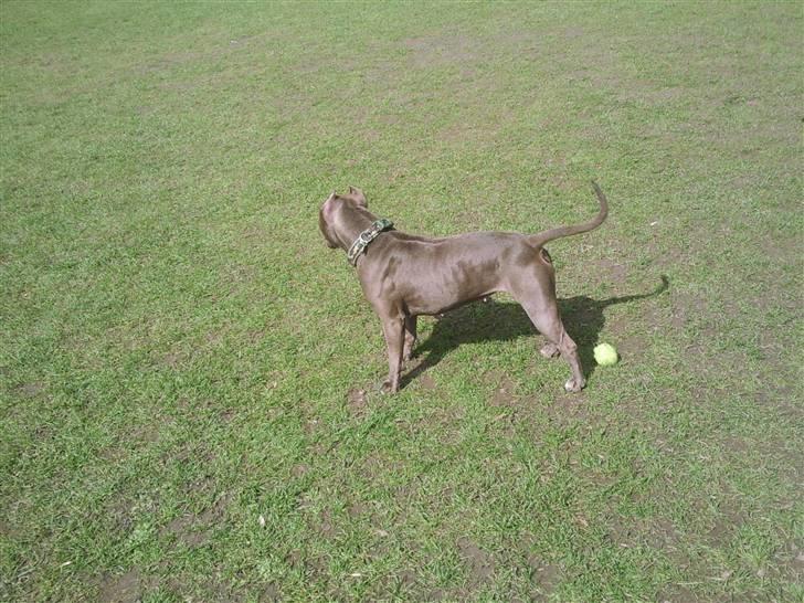 Amerikansk staffordshire terrier Speedy *R.I.P*<3 billede 2