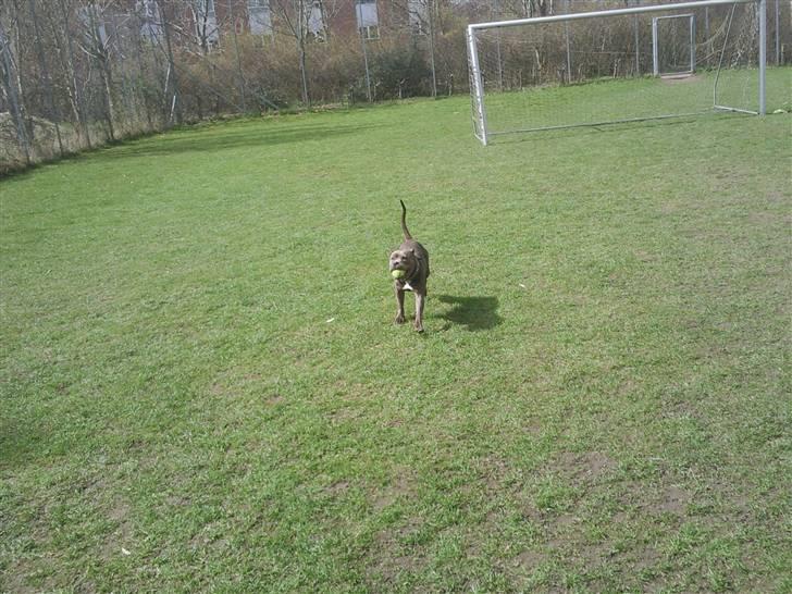 Amerikansk staffordshire terrier Speedy *R.I.P*<3 billede 3