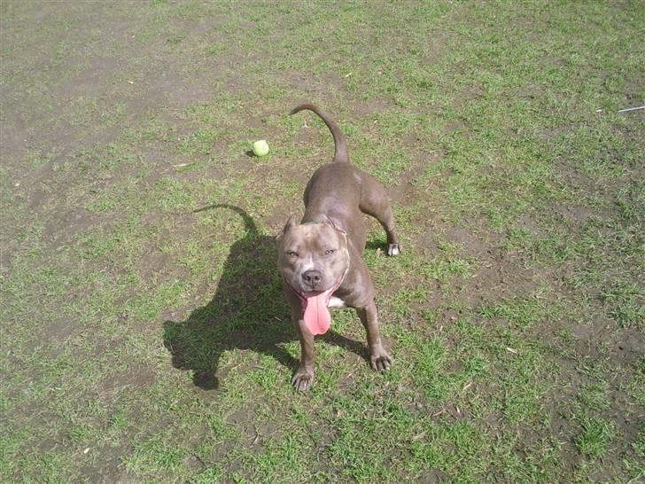 Amerikansk staffordshire terrier Speedy *R.I.P*<3 billede 4