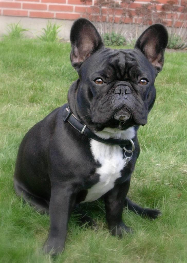 Fransk bulldog 'Foucault' R.I.P. 2010 - 1 år billede 13