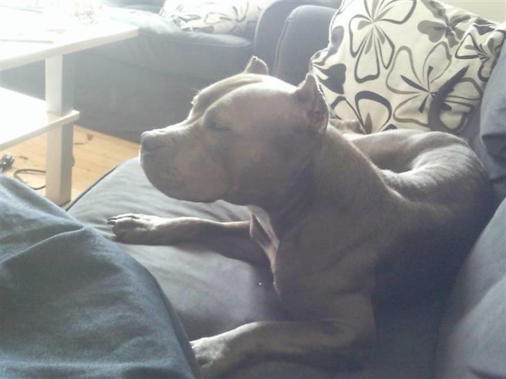 Amerikansk staffordshire terrier Speedy *R.I.P*<3 billede 5