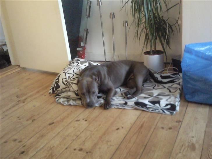 Amerikansk staffordshire terrier Speedy *R.I.P*<3 billede 6