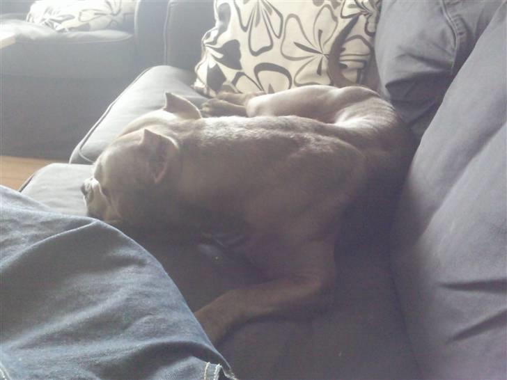 Amerikansk staffordshire terrier Speedy *R.I.P*<3 billede 7