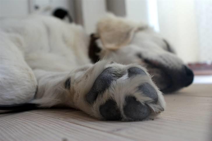 Golden retriever Ludwig - Der skal ikke meget til at gøre sådan en størrelse som mig træt ;o) billede 20