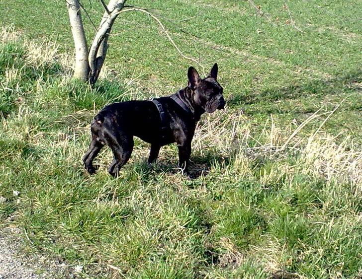 Fransk bulldog Arnold billede 10