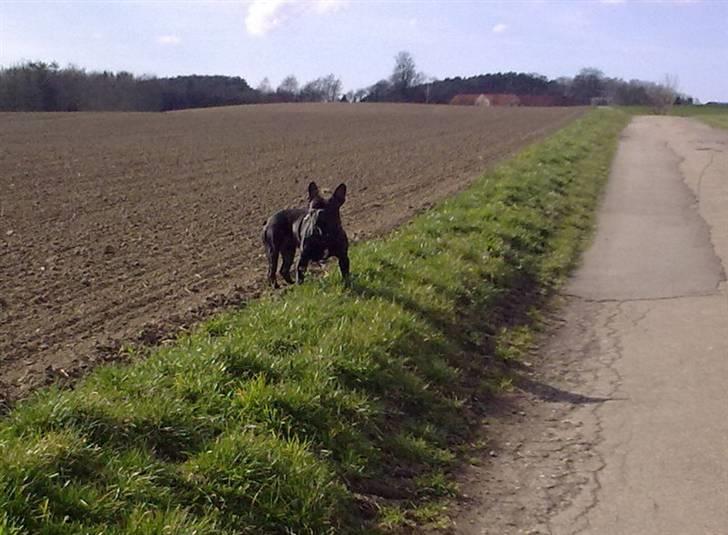 Fransk bulldog Arnold billede 11