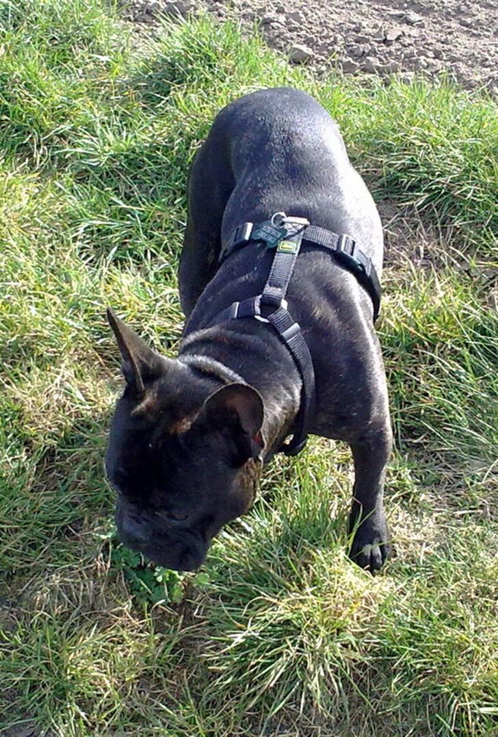 Fransk bulldog Arnold billede 12