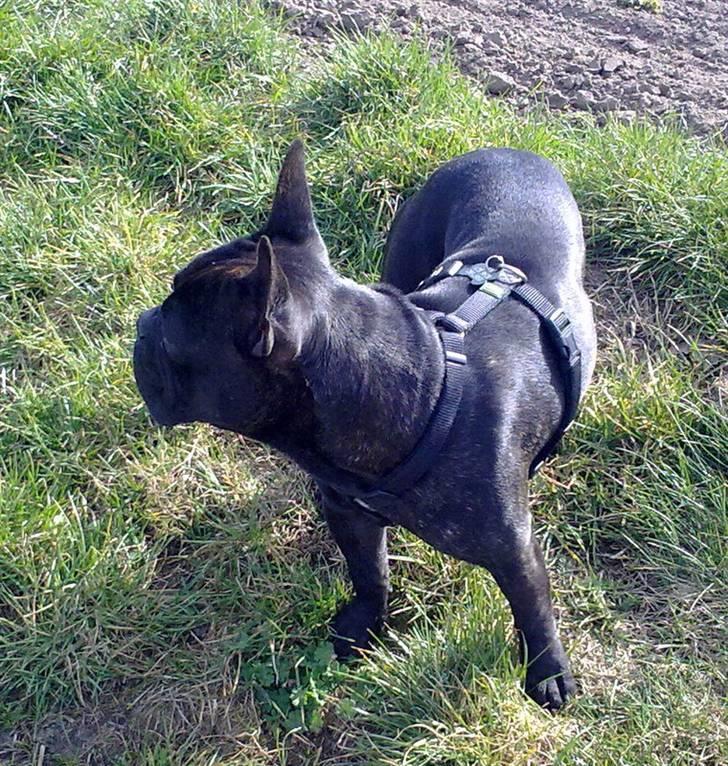 Fransk bulldog Arnold billede 13