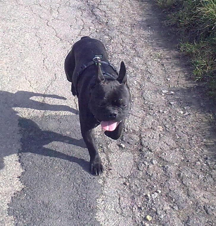 Fransk bulldog Arnold billede 14