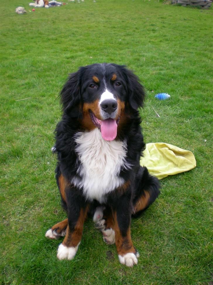 Berner sennenhund Carlo Falk billede 14