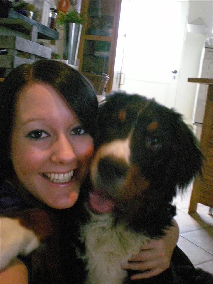 Berner sennenhund Carlo Falk billede 15