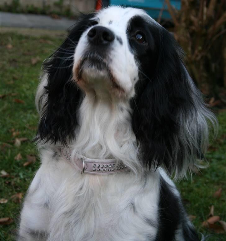 Blanding af racer Lady - Be oooom! Må jeg ikke få den godbid nu!? billede 15