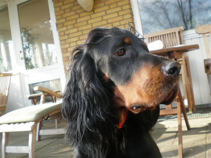Gordon setter Bella - ah god udsikt billede 1
