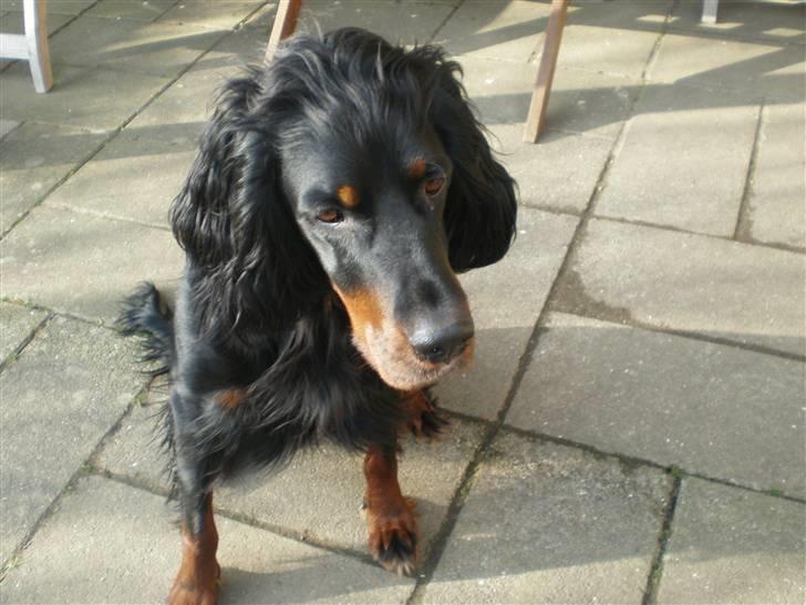 Gordon setter Bella - kan i ikke bare tag det billede billede 2