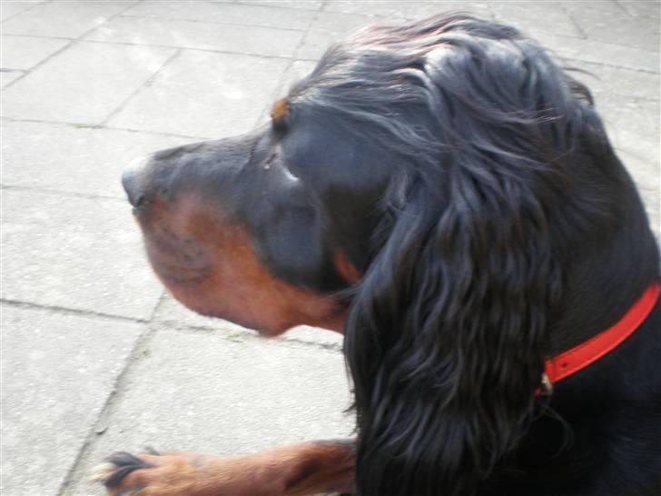 Gordon setter Bella billede 3