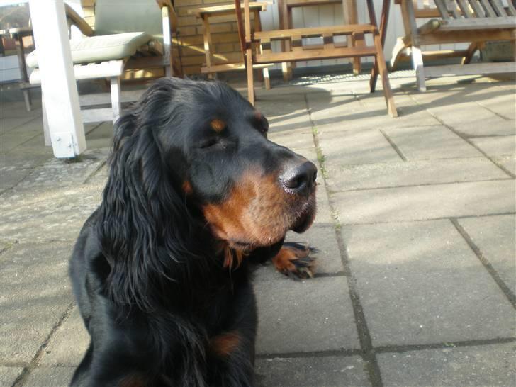 Gordon setter Bella - "hej hvad er det for en underlig ting du står med i hånden billede 4
