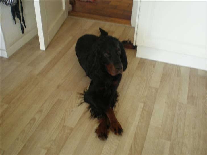 Gordon setter Bella - ja tag nu bare de billeder billede 5