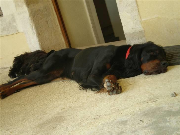 Gordon setter Bella - ahh jeg elsker bare at lige og dase  billede 6