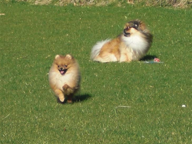 Pomeranian Ringklokken Fisen - fisen elsker at løbe. han elsker vores store plæne billede 6