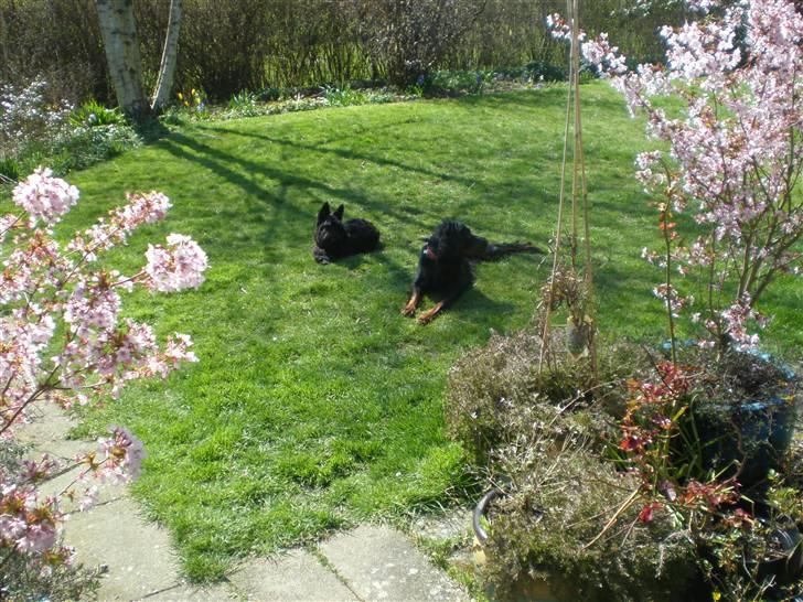 Gordon setter Bella billede 7