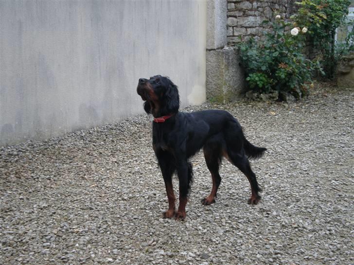 Gordon setter Bella - helt stille der flyver en fugl billede 8