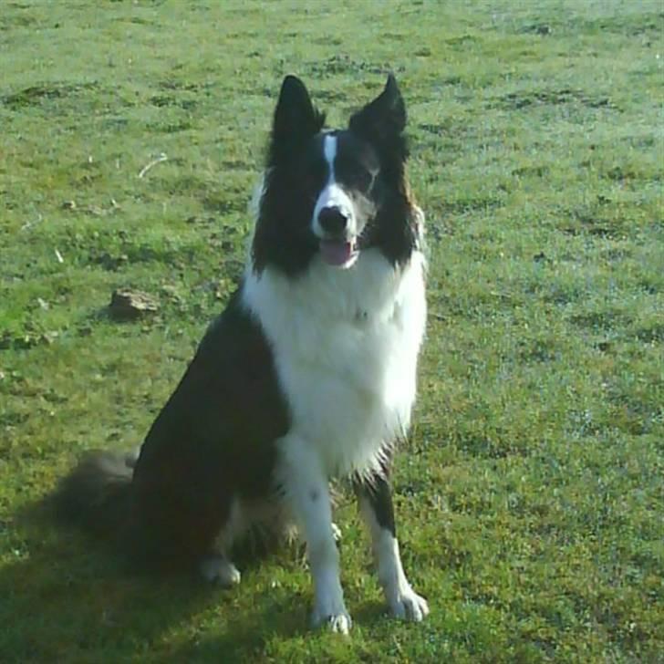 Border collie lucca * solgt :`( * billede 13