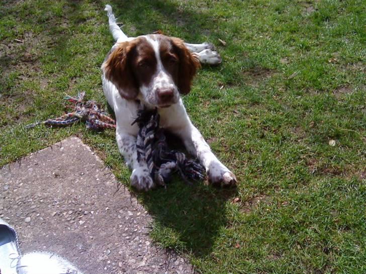 Engelsk springer spaniel maya - Maya leger med tov.. ;D billede 1