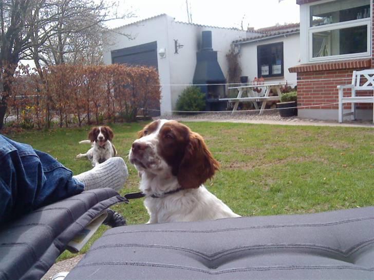 Engelsk springer spaniel maya billede 2