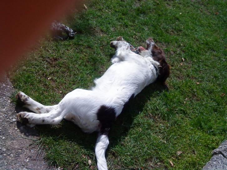 Engelsk springer spaniel maya billede 3