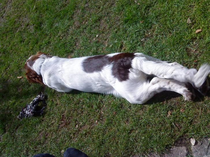 Engelsk springer spaniel maya - så lang som hun er.. hihi billede 4