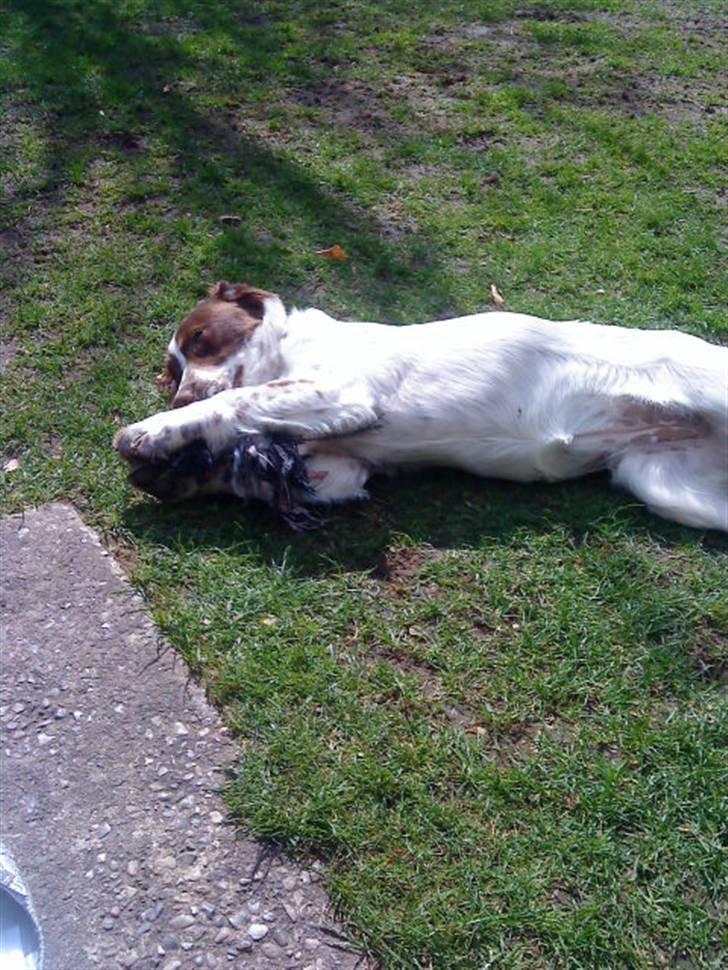 Engelsk springer spaniel maya billede 5