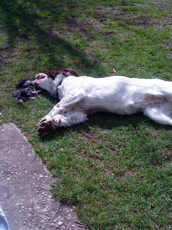 Engelsk springer spaniel maya billede 6