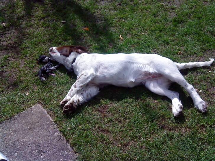 Engelsk springer spaniel maya billede 7