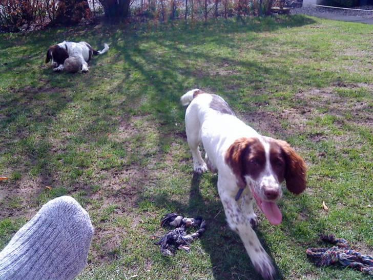Engelsk springer spaniel maya billede 8