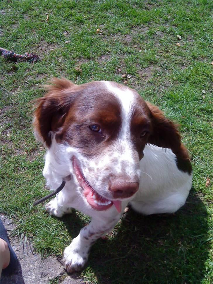 Engelsk springer spaniel maya billede 9