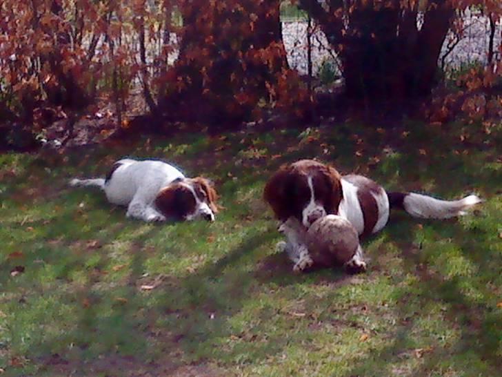 Engelsk springer spaniel maya - mor tikki og Maya.. haha <3 der er zoomet ind så lidt sløret..  billede 10