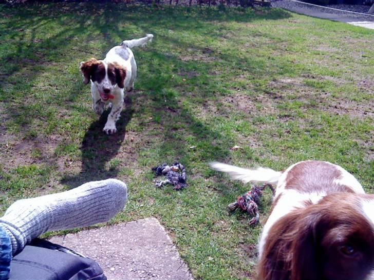 Engelsk springer spaniel maya billede 11