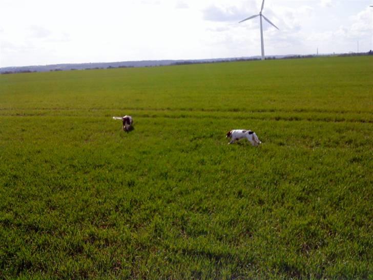Engelsk springer spaniel maya - på tur..  billede 12
