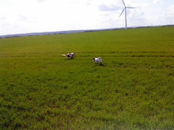 Engelsk springer spaniel maya - på tur..  billede 13